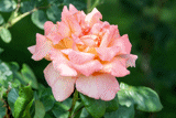 Maplewood Rose Garden